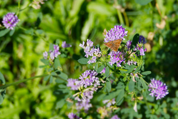Burnet companion moth (Euclidia glyphica) butterfly perched on a violet flower in Zurich, Switzerland