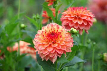 Dahlia 'Askwith Edna' in flower
