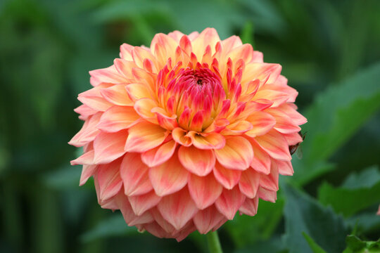 Dahlia 'Askwith Edna' in flower