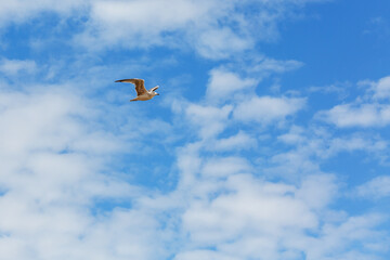 The bird flies high in the sky. Seagull against the sky with clouds
