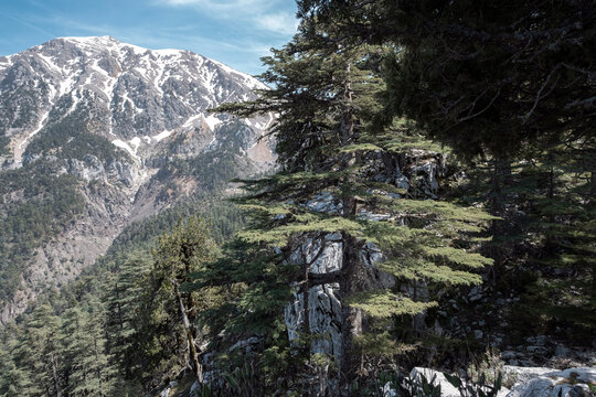 mountain forest landscape