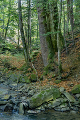 Bieszczady Mountains, Poland, The wildest region in the Poland, Polish Mountains and landscapes, Along the Bieszczady trails, Zwiezlo nature reserve,