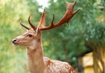 Big funny brown male deer with antlers, profile shot, on green background of foliage in forest,...