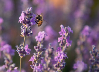 Honey bee pollinates lavender flowers. Close-up macro image with blurred background