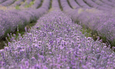 Naklejka na ściany i meble Beautiful landscape of lavender fields with lines, Provence-France