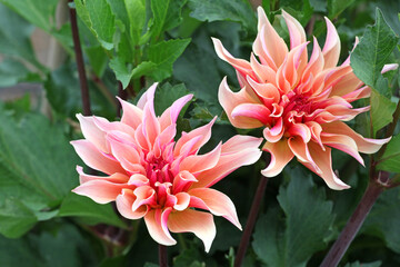 Decorative Dahlia 'Labyrinth' in flower.