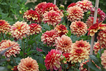 Dahlia ÔCreme de Cognac' in flower.