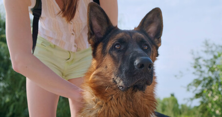 Girl's hands stroke the head of a German shepherd. The dog looks into the distance. Owner sniffs the pet's neck. Love and friendship.