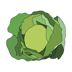 Cabbage with large bright green leaves. Fresh and healthy food. Vegetarian food. Organic salad ingredient. Flat vector icon