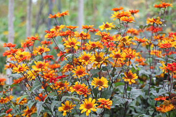 Heliopsis helianthoides 'Bleeding Hearts' in flower.