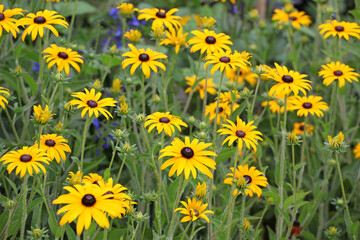 Obraz premium Heliopsis helianthoides 'Bleeding Hearts' in flower.