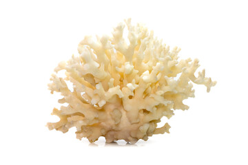 Image of dead white coral cubes on a white background. Undersea Animals.