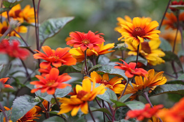 Heliopsis helianthoides 'Bleeding Hearts' in flower.