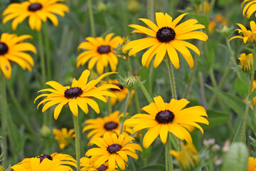 Rudbeckia fulgida variety sullivantii 'Goldsturm' in flower.