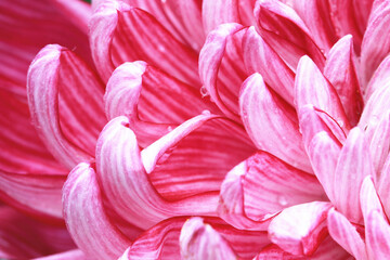 Macro shot,blooming colorful Chrysanthemum flower with raindrops,close-up of red with white flower blooming in the garden 
