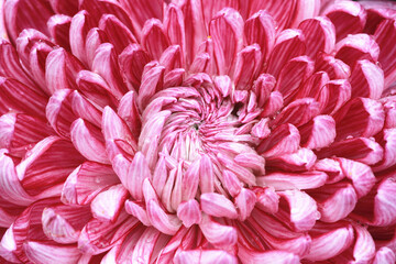 Macro shot,blooming colorful Chrysanthemum flower with raindrops,close-up of red with white flower blooming in the garden 
