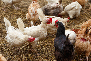 a flock of free range chickens roaming for food on a farmyard