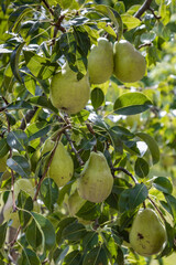Pears close up photography, Fruits among the leaves on a branch, polish orchards, healthy polish food, close up photography , macrophotography, Poland