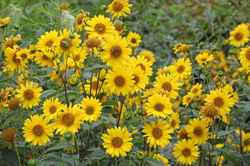 Heliopsis helianthoides, false sunflower, in bloom.