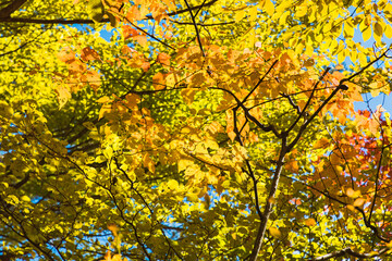 紅葉の瀬戸合峡（栃木県日光市）