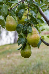 Pears close up photography, Fruits among the leaves on a branch, polish orchards, healthy polish food, close up photography , macrophotography, Poland