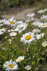Fototapeta premium White daisy meadow