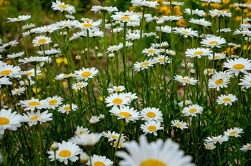 White daisy meadow