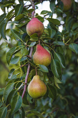 Pears close up photography, Fruits among the leaves on a branch, polish orchards, healthy polish food, close up photography , macrophotography, Poland