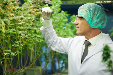 senior scientist holding and checking cannabis marijuana leaf in the greenhouse