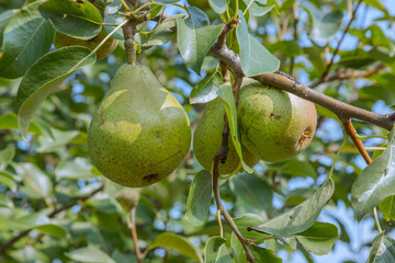 Pears close up photography, Fruits among the leaves on a branch, polish orchards, healthy polish food, close up photography , macrophotography, Poland