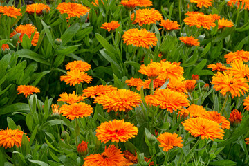 A flowerbed of terry orange marigold flowers.