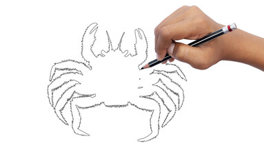 Close-up of a student using a pencil to practice drawing crab