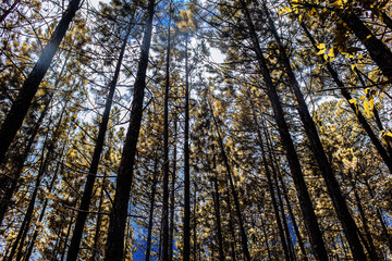 Fototapeta premium Floresta de Eucaliptos