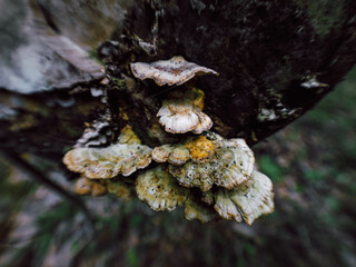 mushrooms on tree
