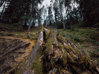 footpath in the woods