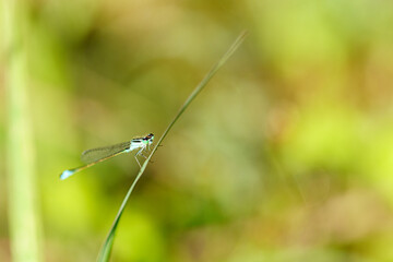 Agrion.