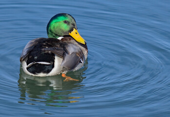 Fototapeta premium Duck in water