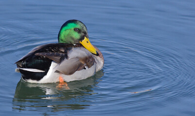 duck on the water
