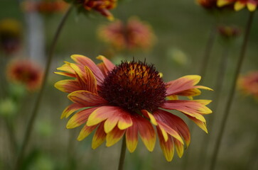 Gaillardia