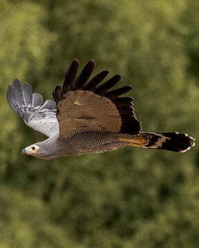 Vertical shot of a harrier hawk in Banham Zoo, Norfolk, England