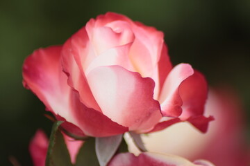 Fototapeta premium pink rose