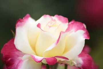 Fototapeta premium pink rose