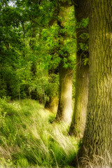 Fototapeta Bajkowe drzewa obraz