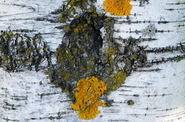 Black-white striped and cracked natural texture of russian birch bark