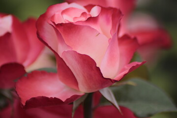 Fototapeta premium pink rose in a garden