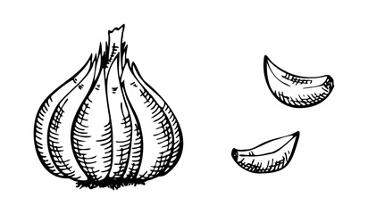 garlic head with two slices, black and white drawing, hatching