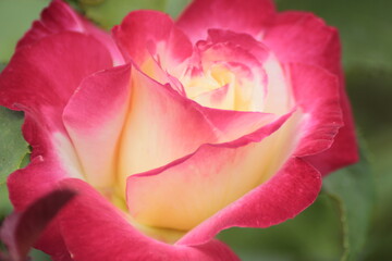 red rose closeup