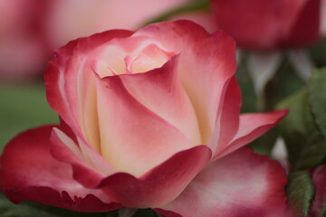pink rose