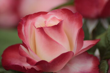 pink rose closeup