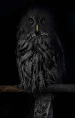 great horned owl